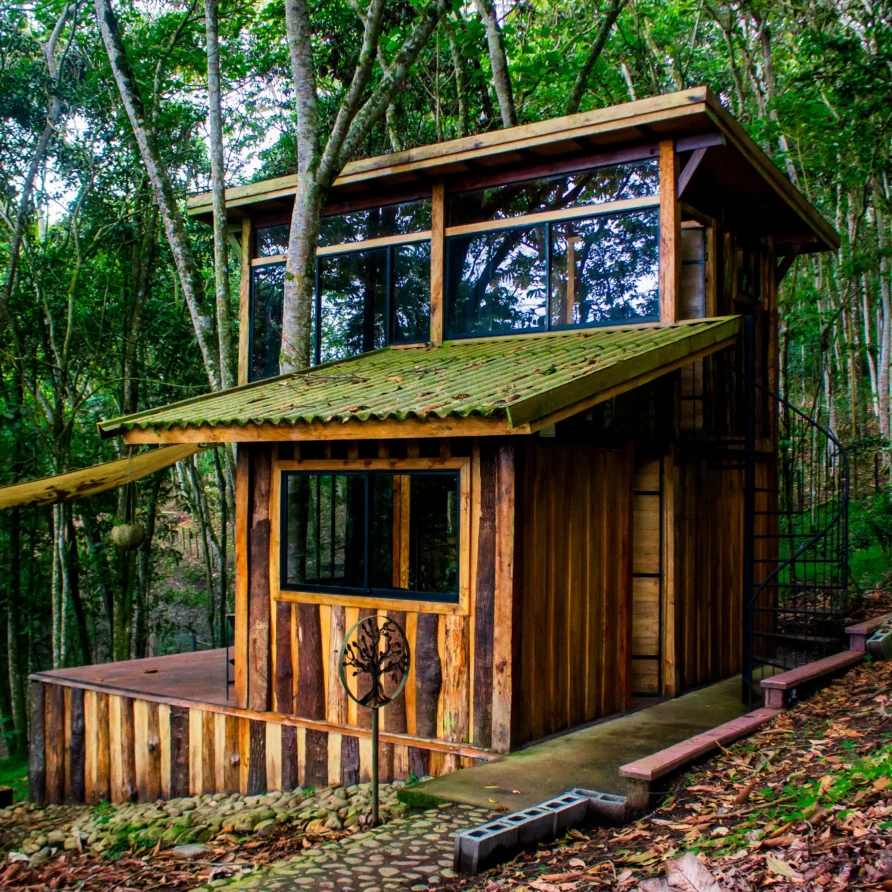 casa arbol vida nueva